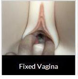 Fixed vagina
